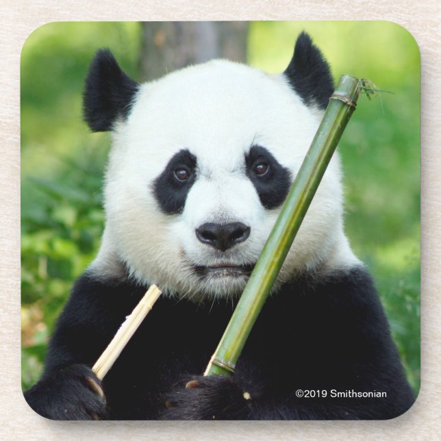 Giant Panda Holding Bamboo Coaster (Front)