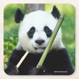 Giant Panda Holding Bamboo Square Paper Coaster