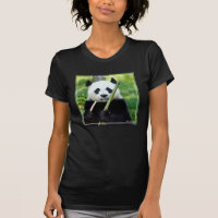 Giant Panda Holding Bamboo