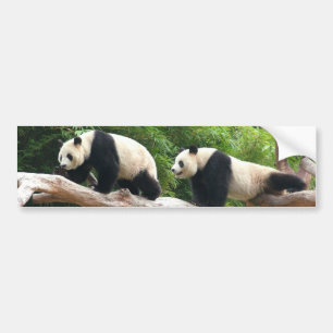 Giant panda in a wild animal zoo photography. bumper sticker