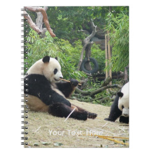 Giant panda in a wild animal zoo photography. notebook
