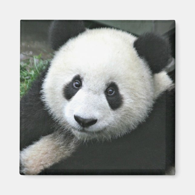 Giant Panda in Green Grass Magnet (Front)