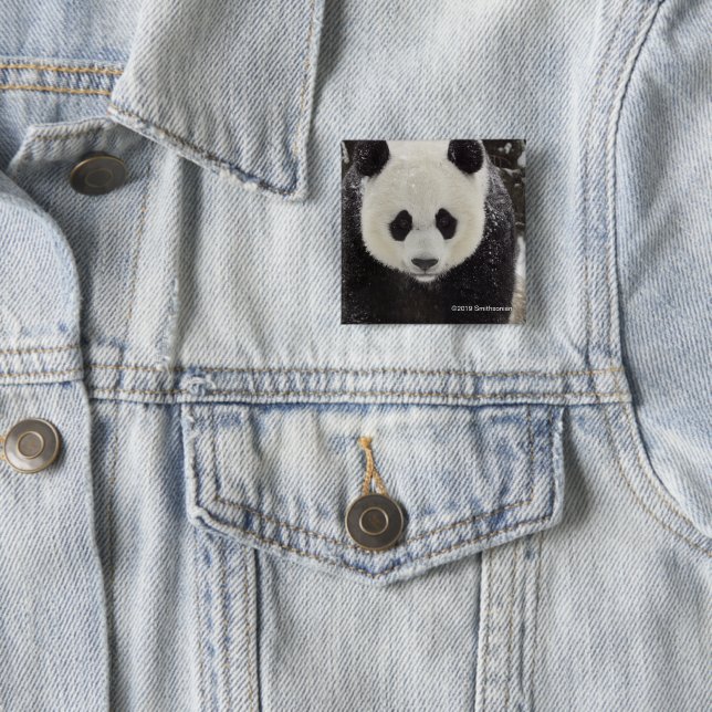 Giant Panda in Snow 15 Cm Square Badge (In Situ)