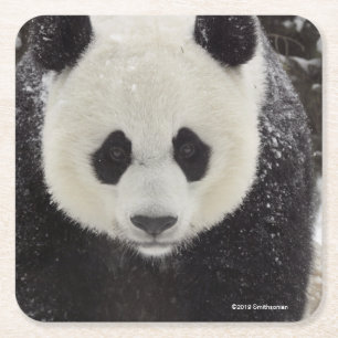 Giant Panda in Snow Square Paper Coaster
