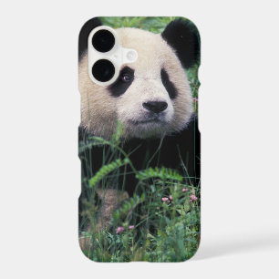 Giant panda in the grass, Wolong Valley, Sichuan