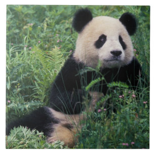 Giant panda in the grass, Wolong Valley, Sichuan Ceramic Tile