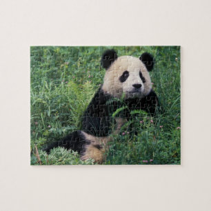 Giant panda in the grass, Wolong Valley, Sichuan Jigsaw Puzzle