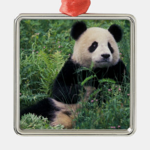 Giant panda in the grass, Wolong Valley, Sichuan Metal Ornament