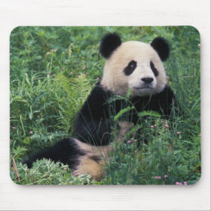 Giant panda in the grass, Wolong Valley, Sichuan Mouse Pad