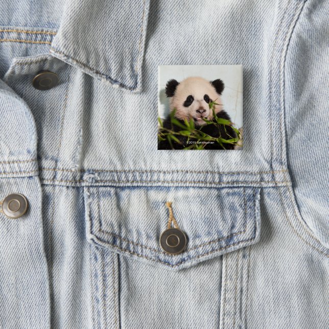 Giant Panda leaning Against Wall 15 Cm Square Badge (In Situ)