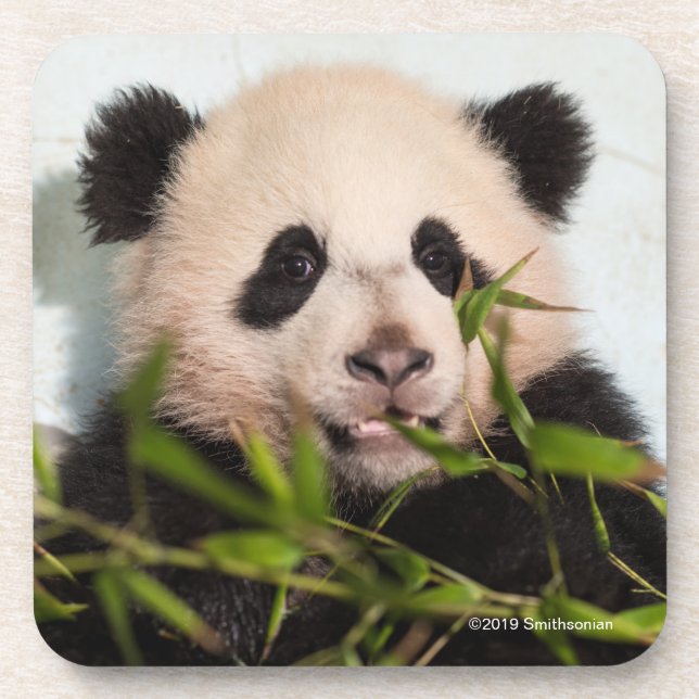 Giant Panda leaning Against Wall Coaster (Front)