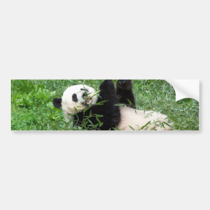 Giant Panda Lounging Eating Bamboo Bumper Sticker