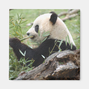 Giant Panda Magnet