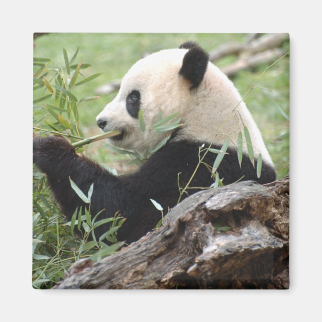 Giant Panda Magnet (Front)