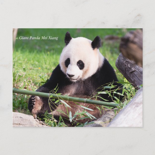 Giant Panda Mei Xiang Postcard (Front)