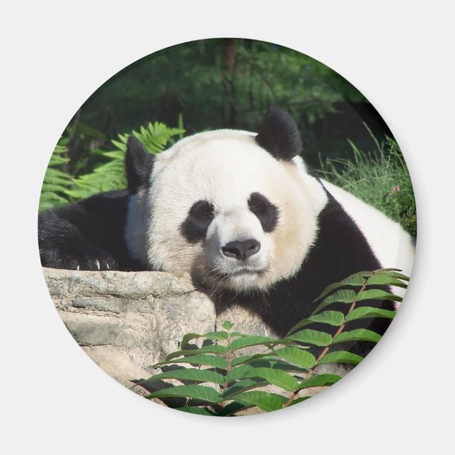 Giant Panda Napping Magnet (Front)