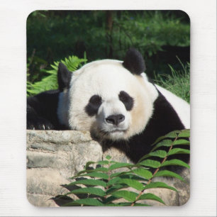 Giant Panda Napping Mouse Pad