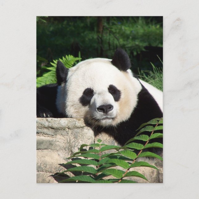 Giant Panda Napping Postcard (Front)