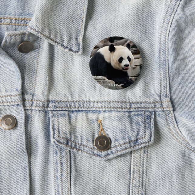 Giant Panda on Rocks 6 Cm Round Badge (In Situ)