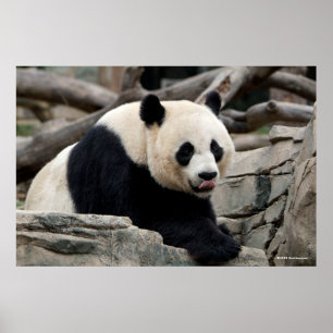 Giant Panda on Rocks Poster