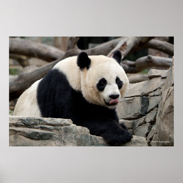 Giant Panda on Rocks Poster (Front)