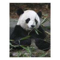 Giant panda