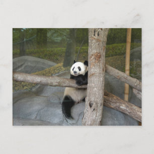 Giant Panda Postcard