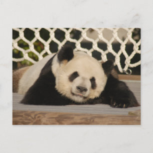Giant Panda Postcard