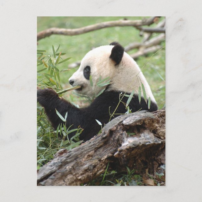 Giant Panda Postcard (Front)