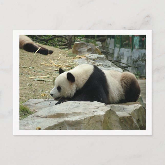 Giant panda postcard (Front)