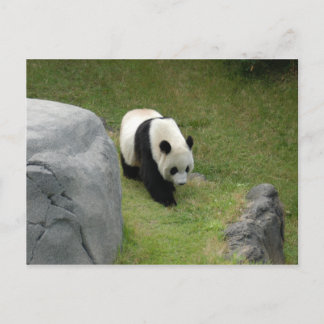 Giant Panda Postcard