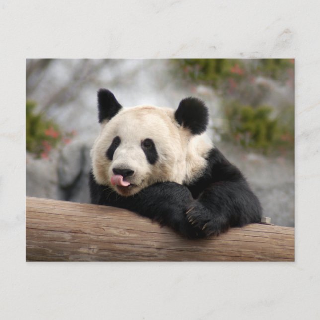 Giant Panda Postcard (Front)