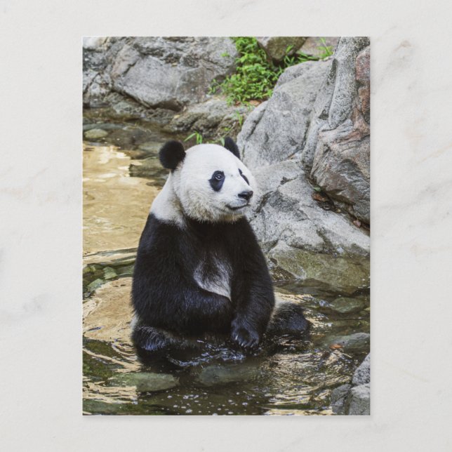 Giant Panda Postcard (Front)