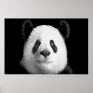 Giant Panda Poster