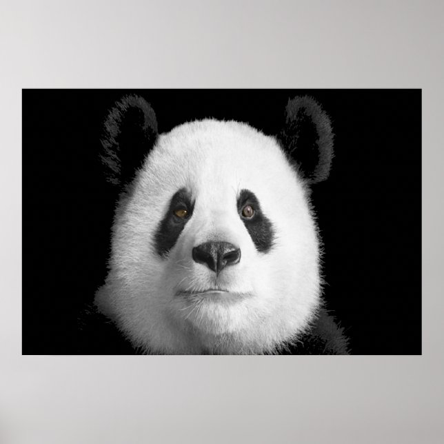 Giant Panda Poster (Front)