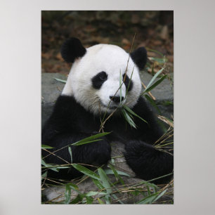 Giant panda poster