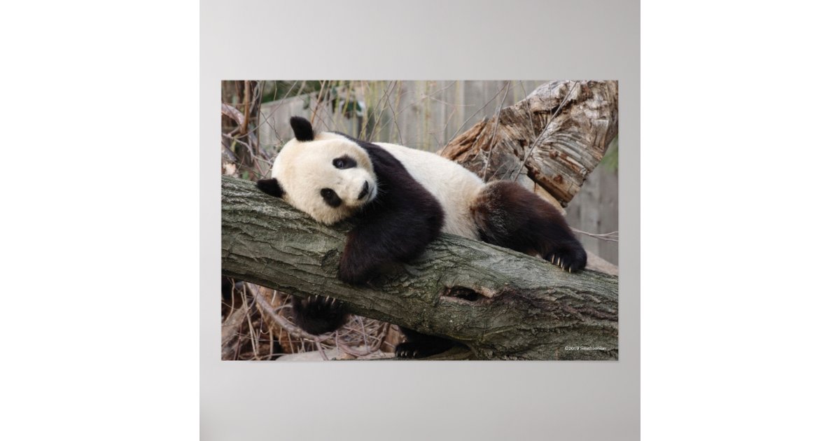 Giant Panda Relaxing and Hugging Tree Branch Poster | Zazzle