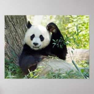 Giant Panda Resting Against Tree Poster