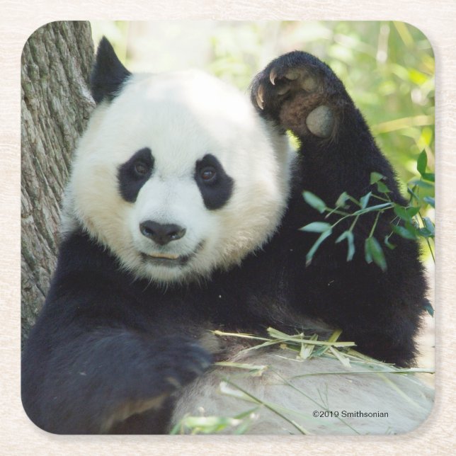 Giant Panda Resting Against Tree Square Paper Coaster (Front)