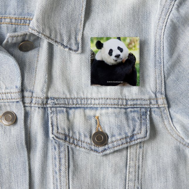 Giant Panda Sitting 15 Cm Square Badge (In Situ)