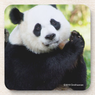 Giant Panda Sitting Coaster