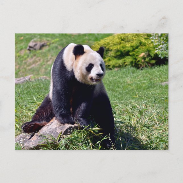 Giant panda sitting on a stone holiday postcard (Front)