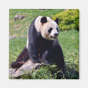 Giant panda sitting on a stone magnet