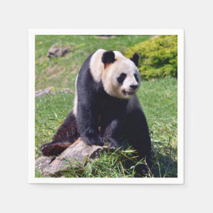Giant panda sitting on a stone napkin
