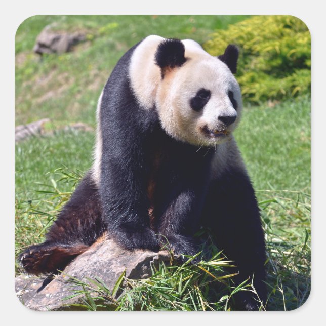 Giant panda sitting on a stone   square sticker (Front)