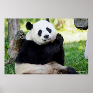 Giant Panda Sitting Poster