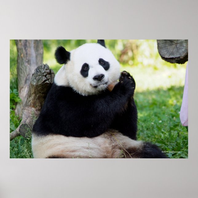 Giant Panda Sitting Poster (Front)