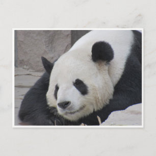giant panda smile postcard