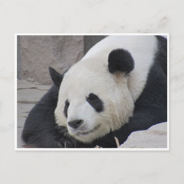 giant panda smile postcard (Front)