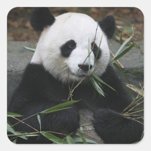 Giant panda square sticker